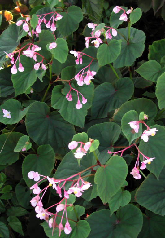 B. grandis ssp. evansiana